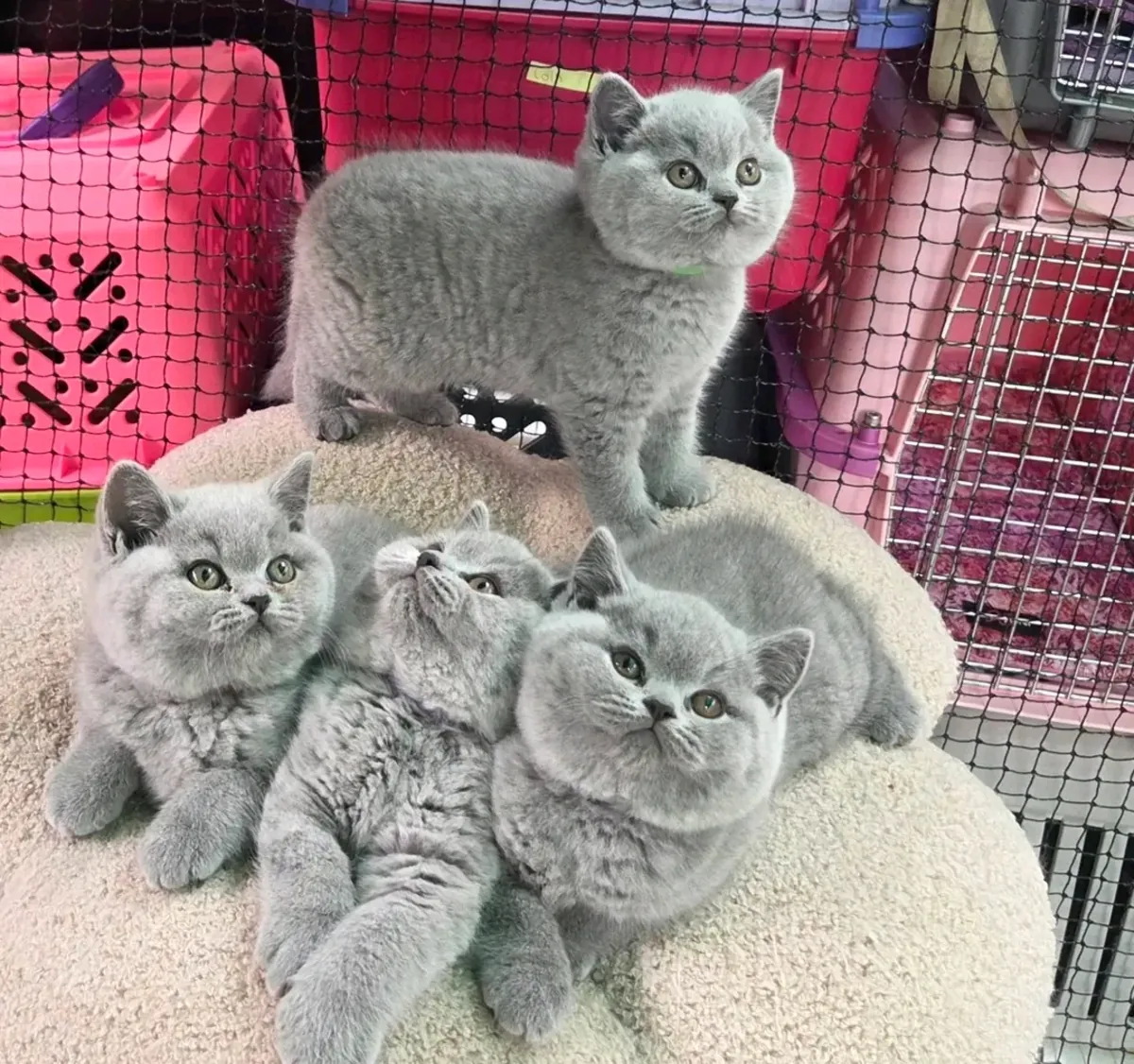 British shorthair kittens available