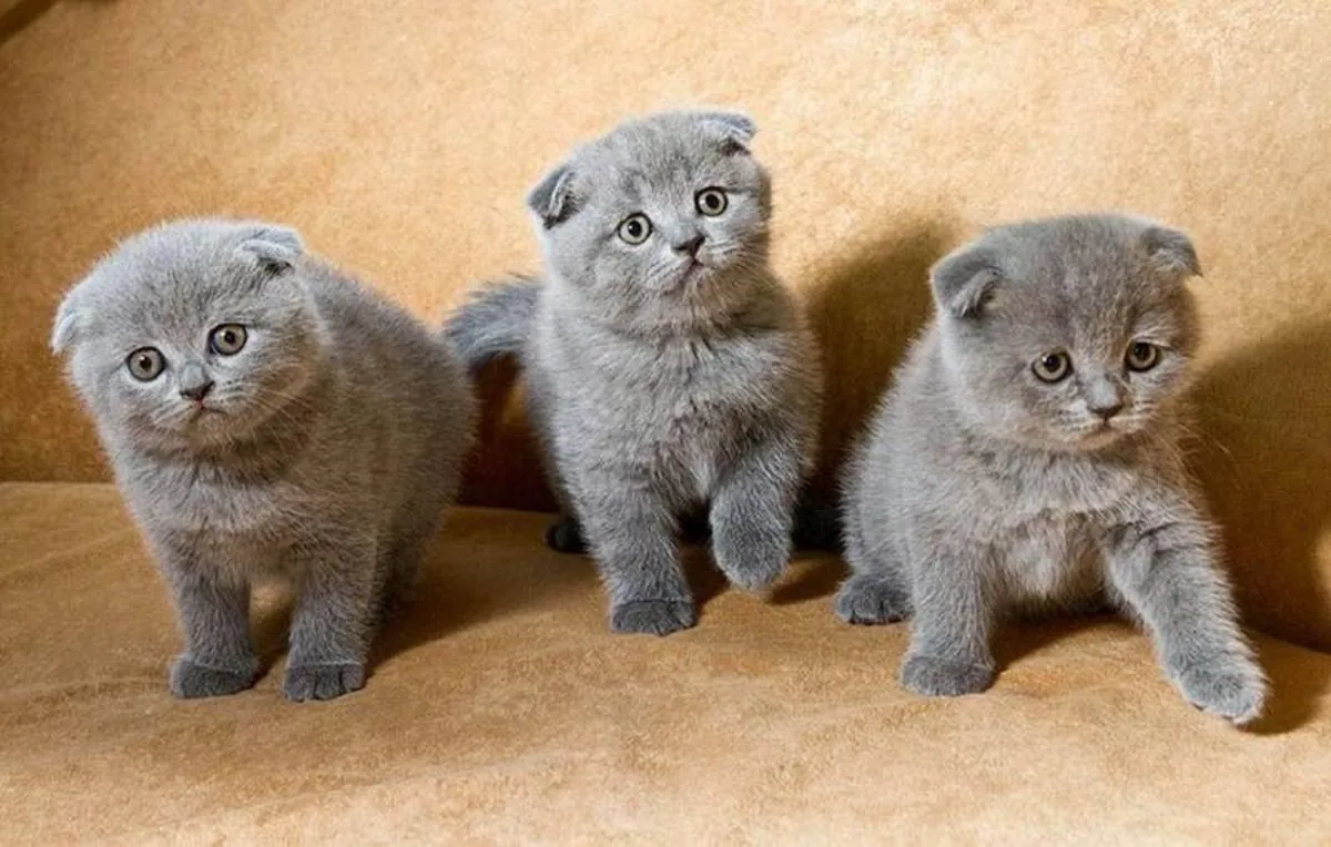 Two British shorthair kittens available for rehoming.