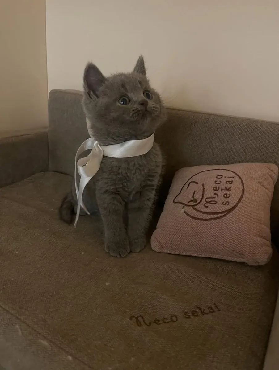 Male and female British shorthair kittens 