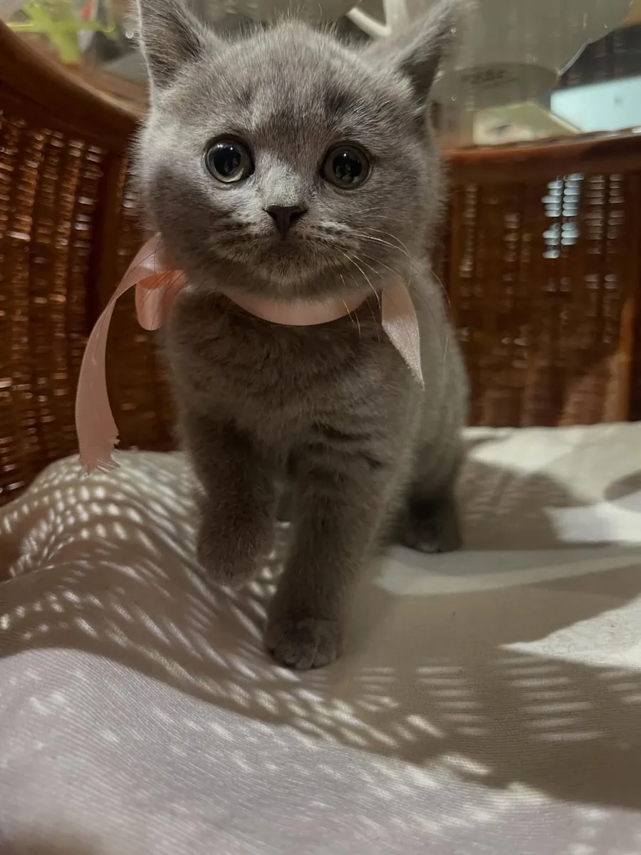 Male and female British shorthair kittens 