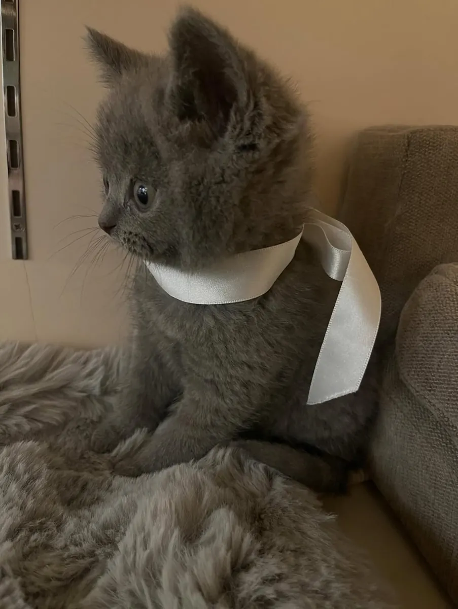 Male and female British shorthair kittens 