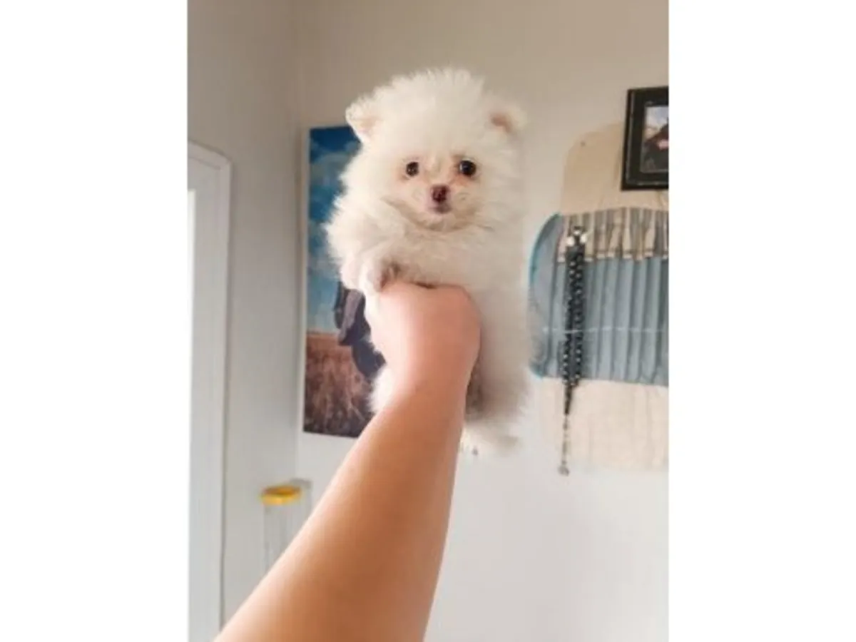 一只在平静家庭中长大的白色博美犬（雄性）