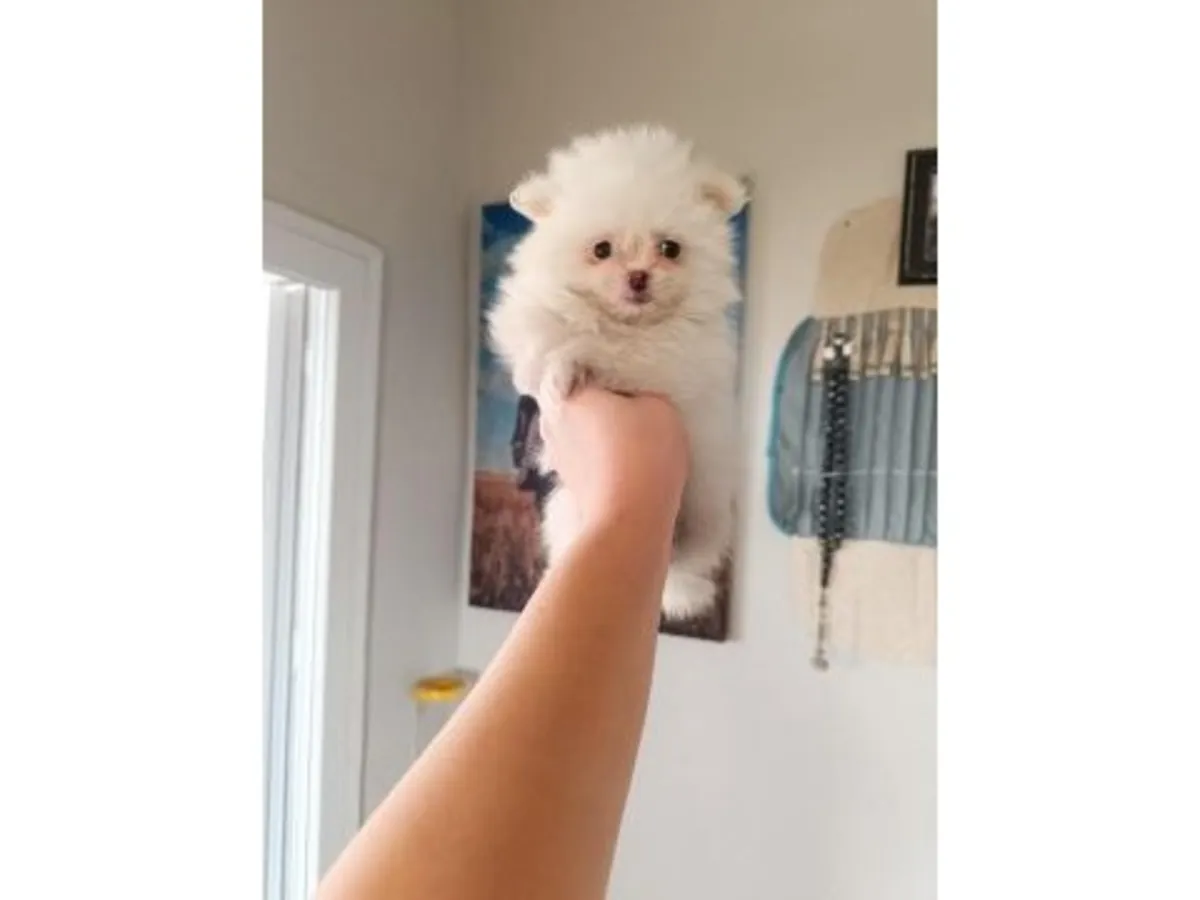 一只在平静家庭中长大的白色博美犬（雄性）