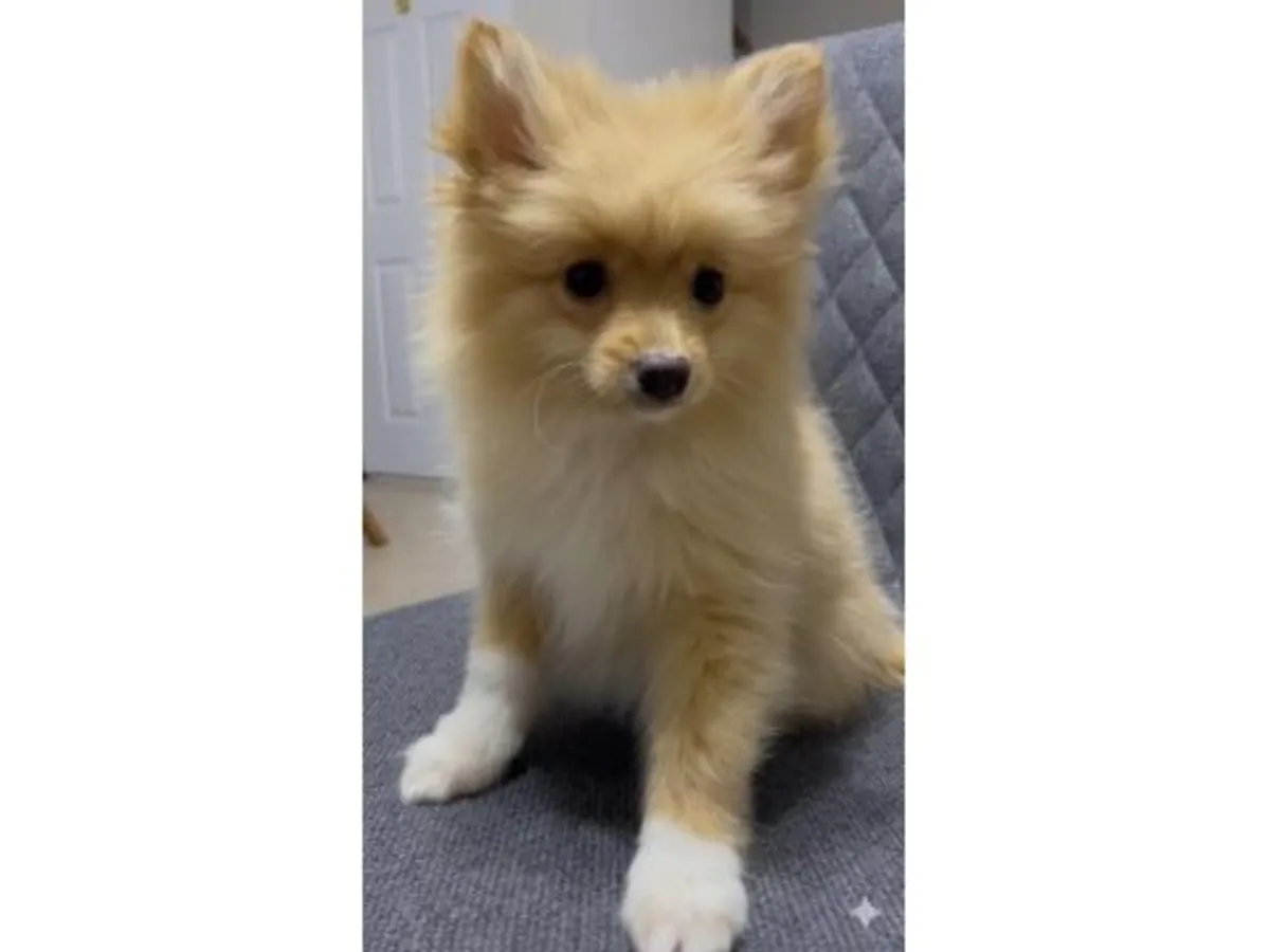 白色博美犬雌性，待领养