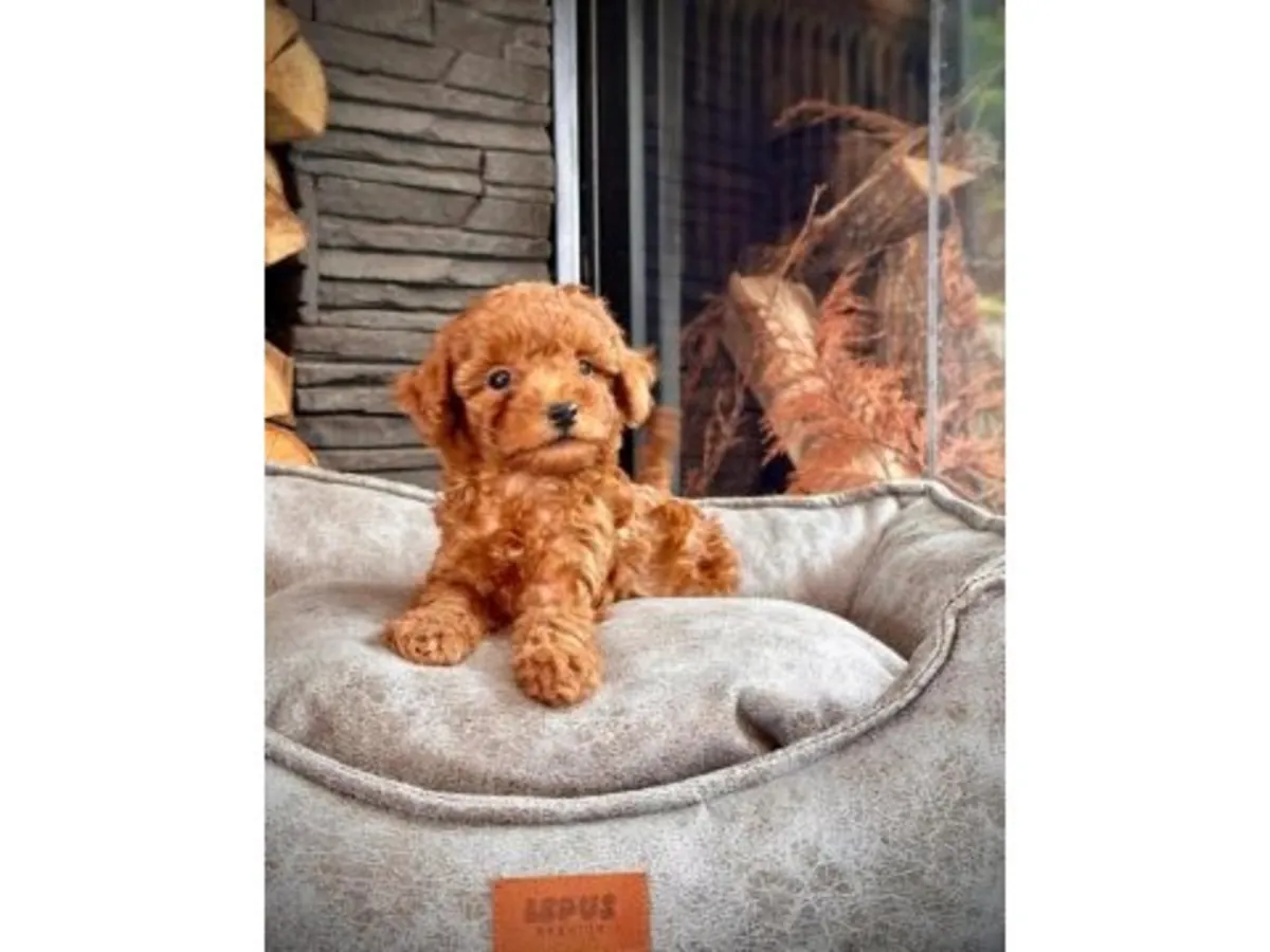 棕色玩具贵宾犬，雄性，性格温顺