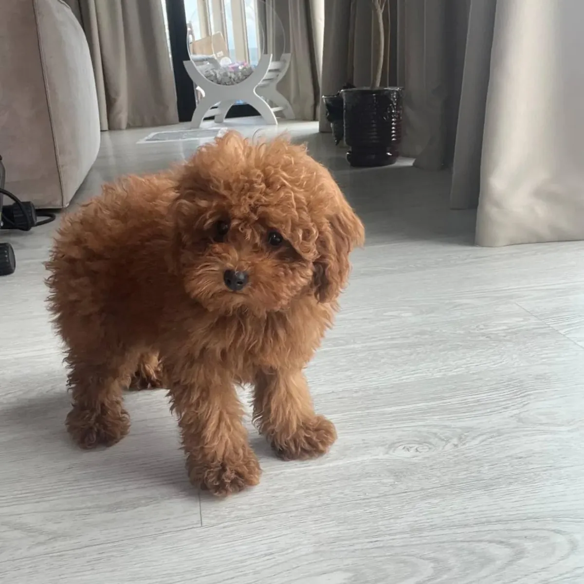 棕色贵宾犬（雌性）寻找一个充满爱心的家庭