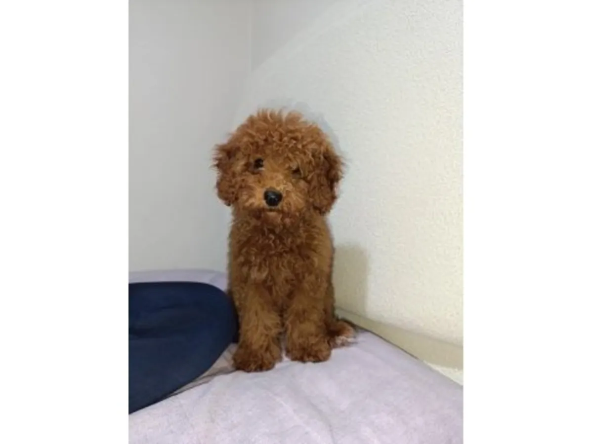 棕色成年贵宾犬（雄性），寻求长期稳定的伴侣。