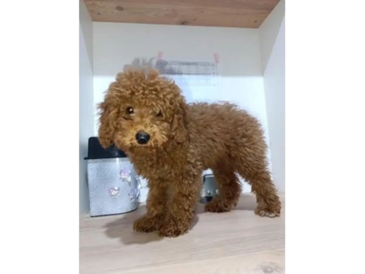 棕色成年贵宾犬（雄性），寻求长期稳定的伴侣。