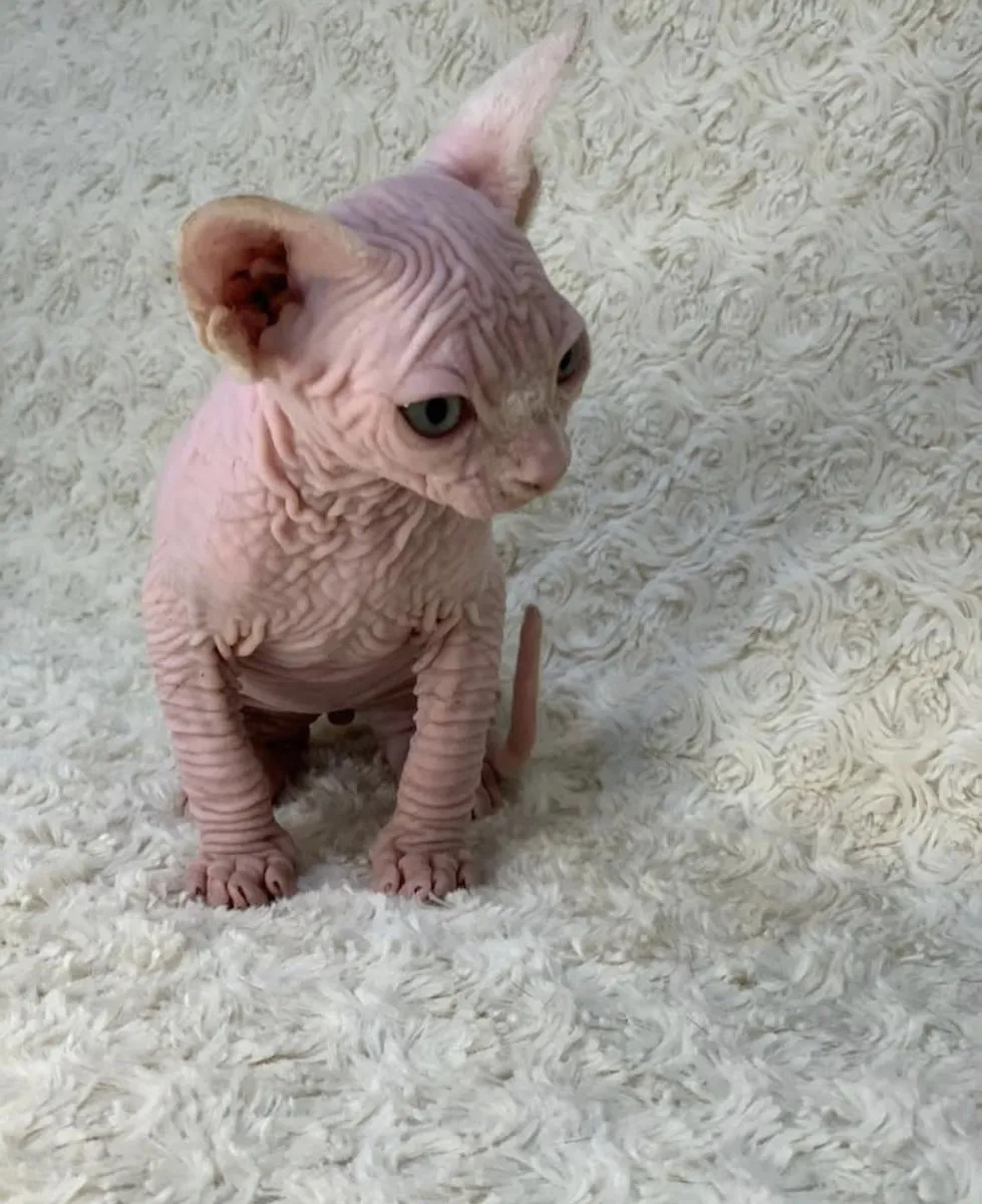 Котенок сфинкса.