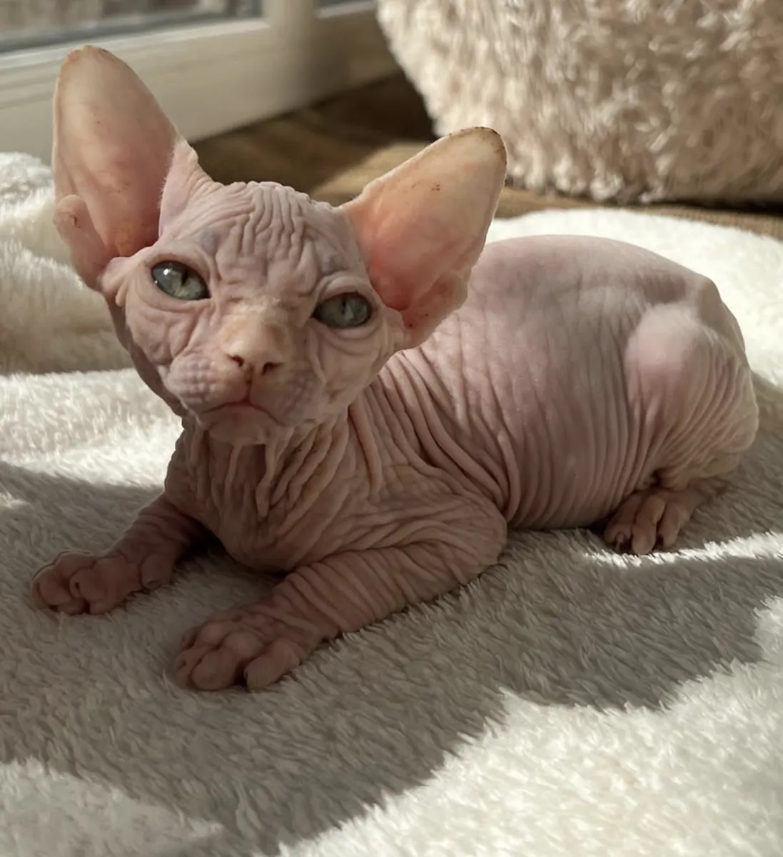 Котенок сфинкса.