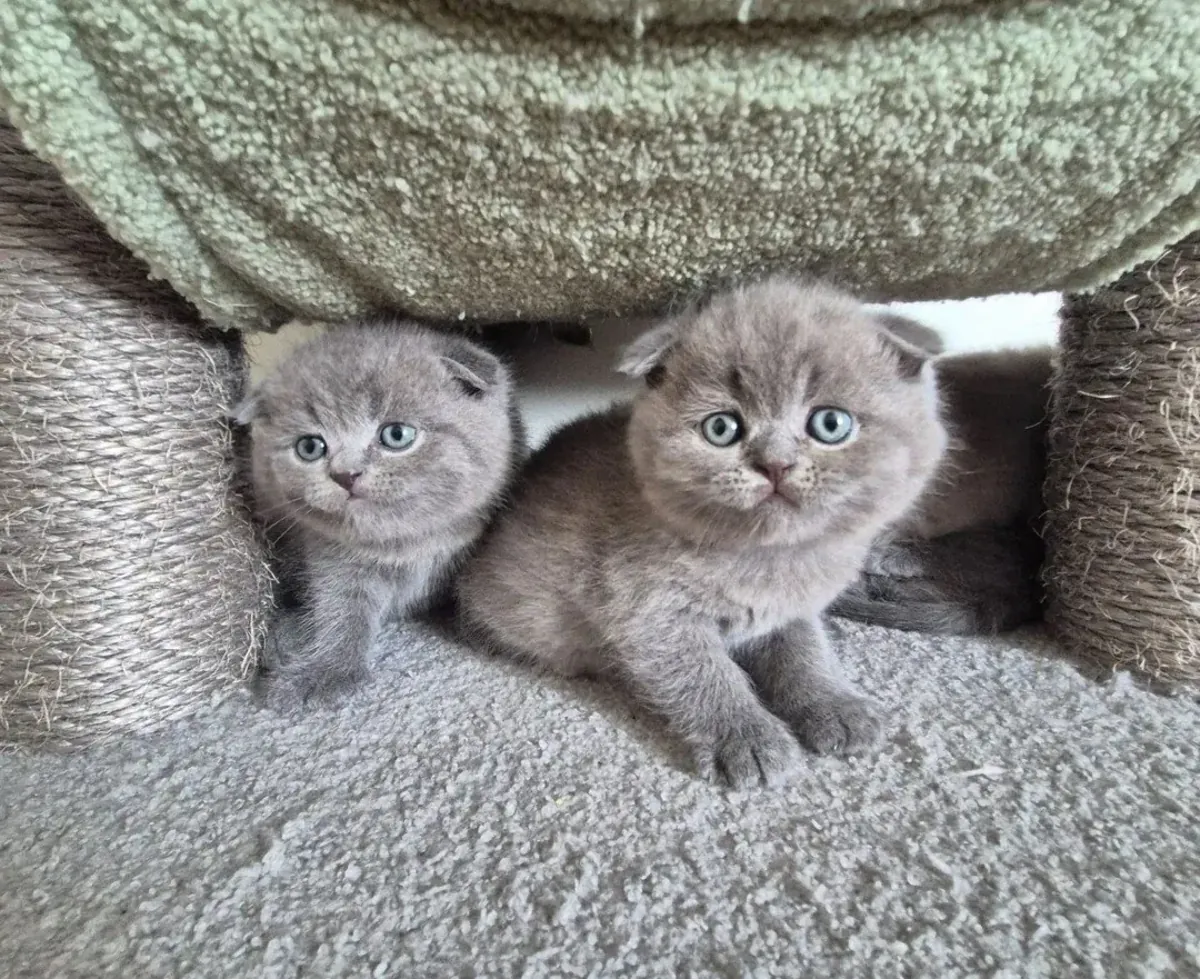 шотландских вислоухих котят