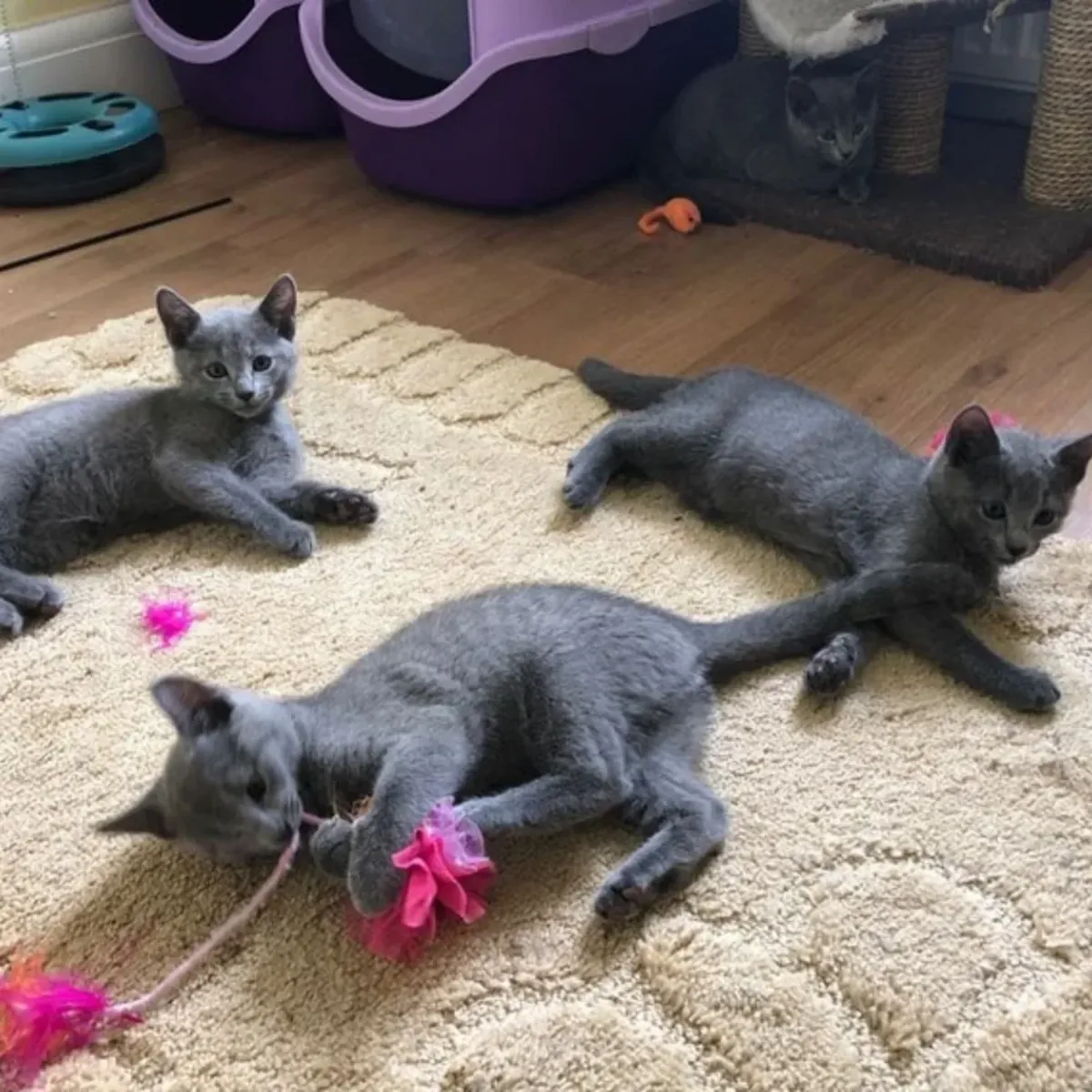 Русские голубые котята