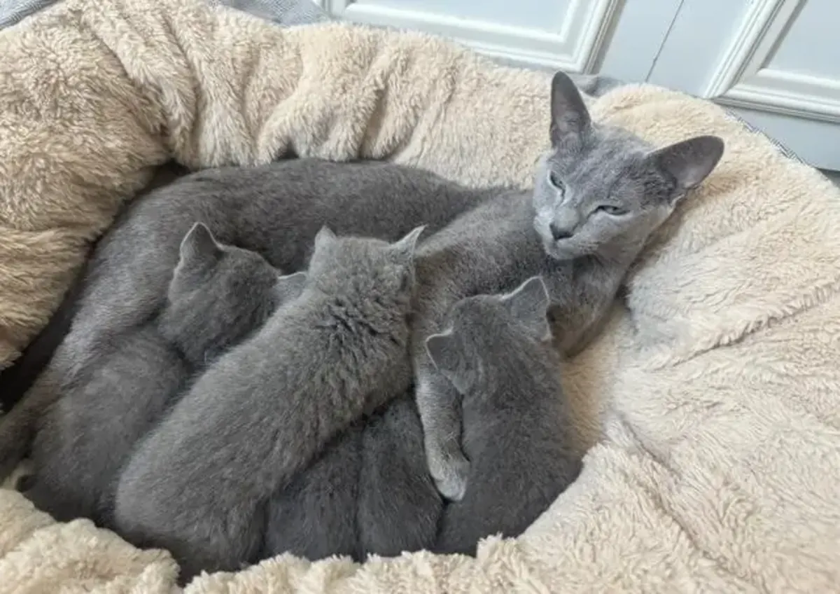 Русские голубые котята