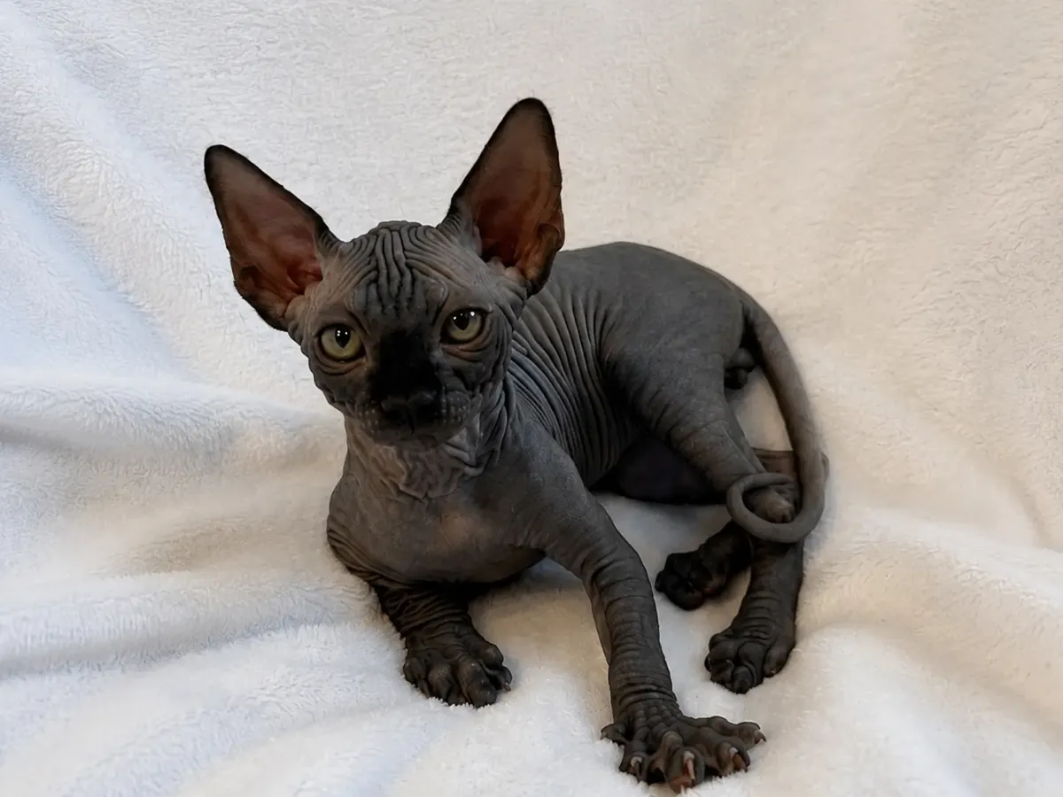 Sphynx Kittens.