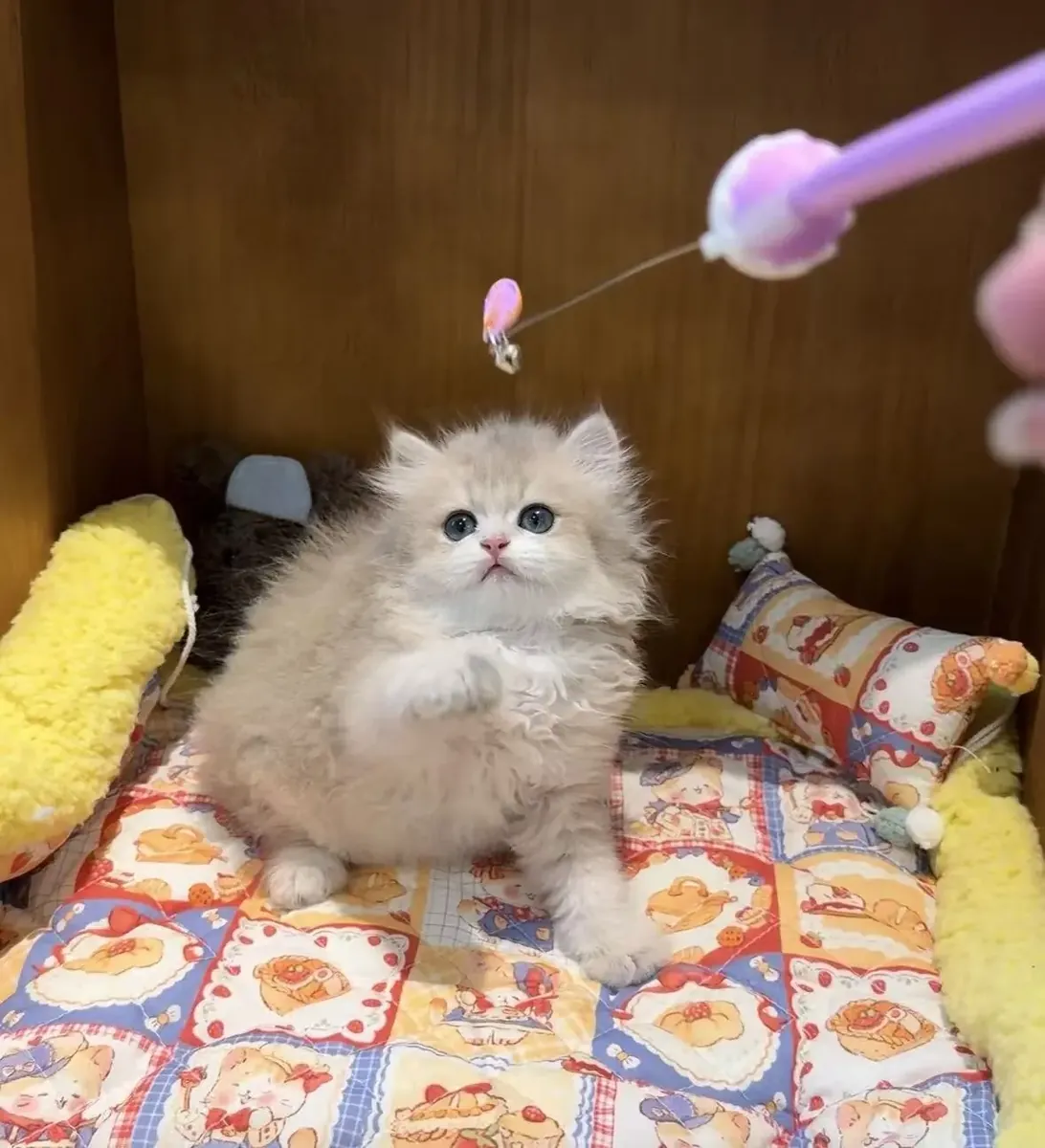 Британские длинношерстные котята