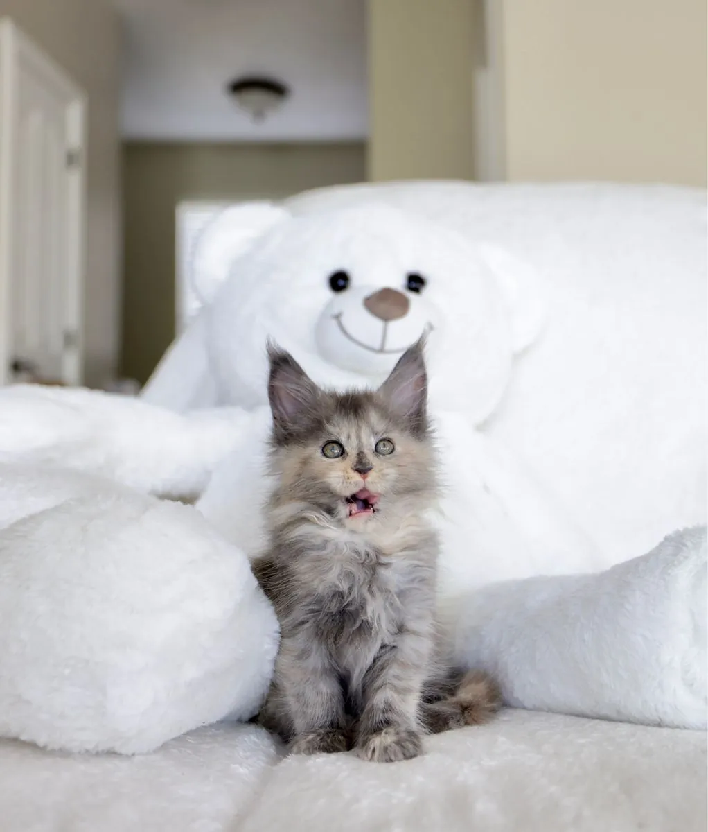 Tica registered Maine coon kittens