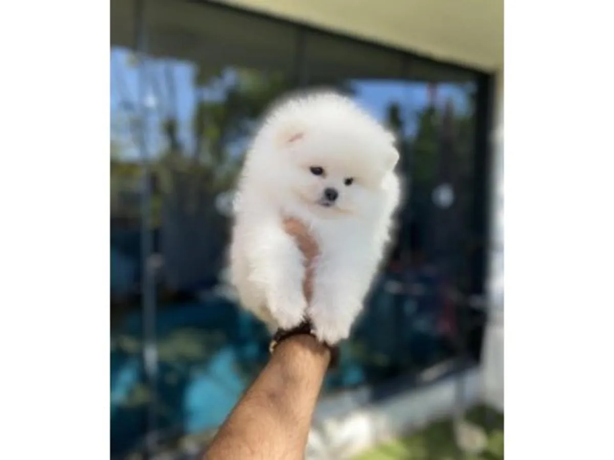 在家庭环境中长大的白色雄性博美犬