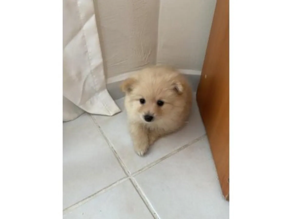 成年白色博美犬待领养，欢迎负责任的领养家庭。