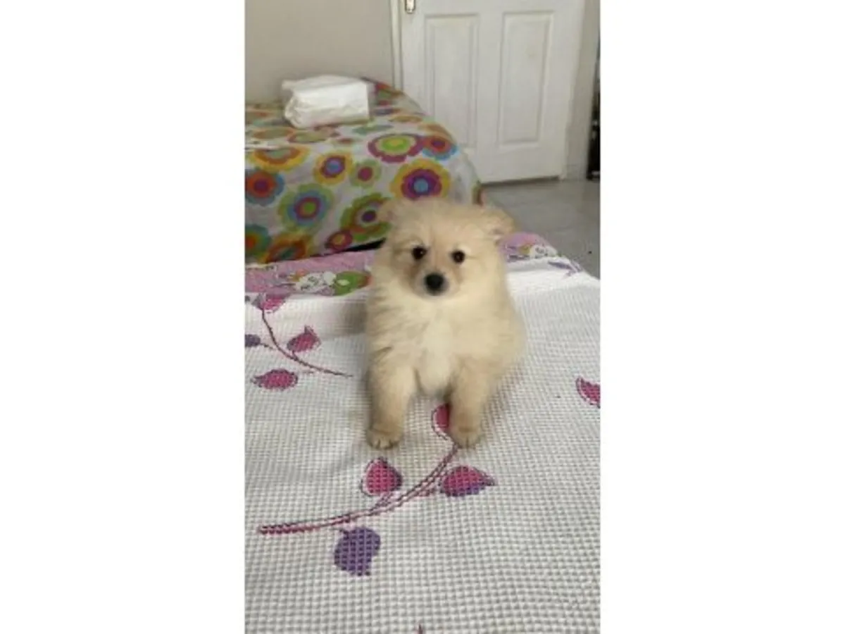 成年白色博美犬待领养，欢迎负责任的领养家庭。