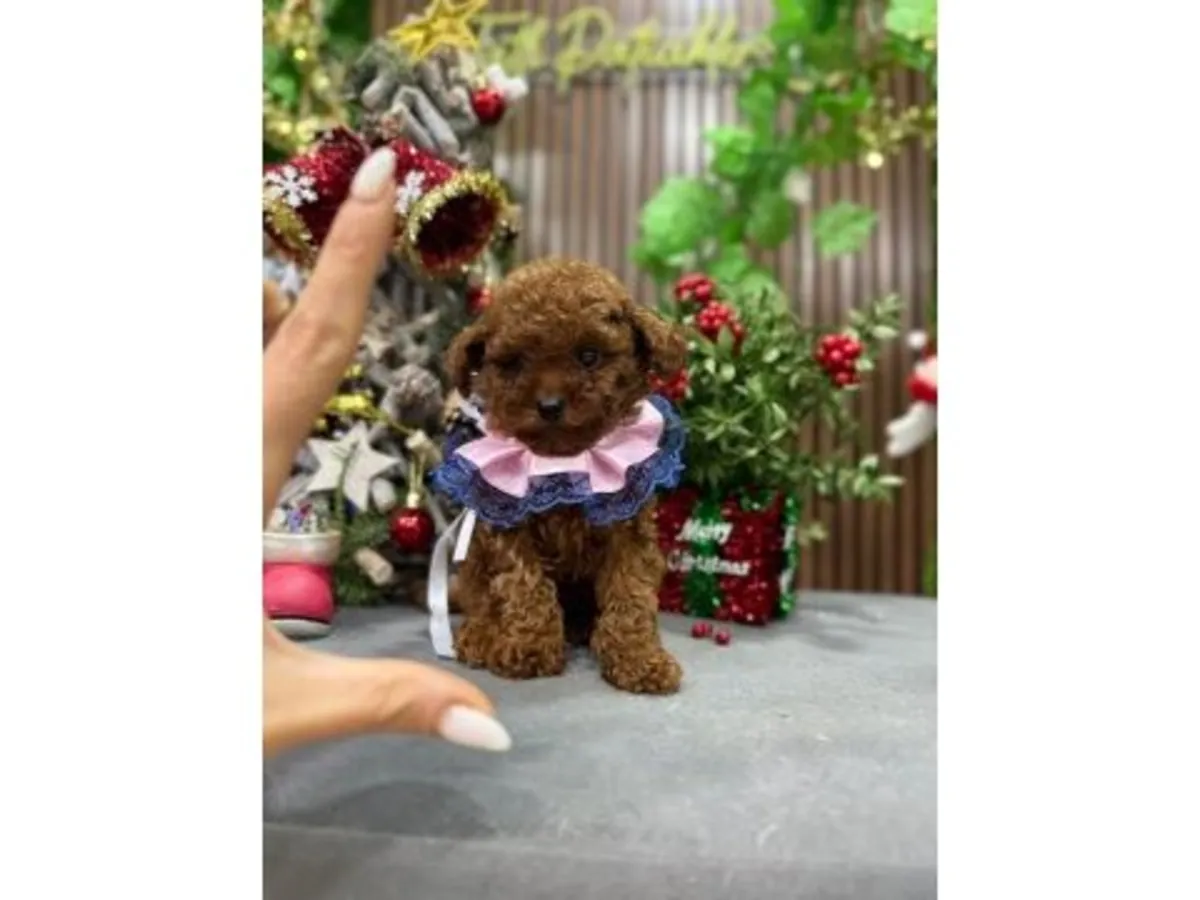 Caniche mâle marron au caractère attentif