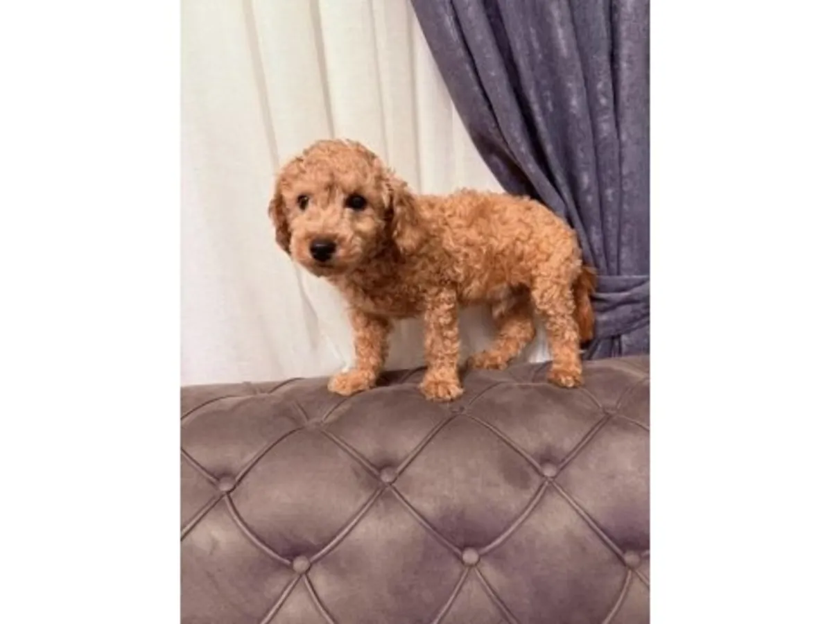 棕色贵宾犬幼犬待领养