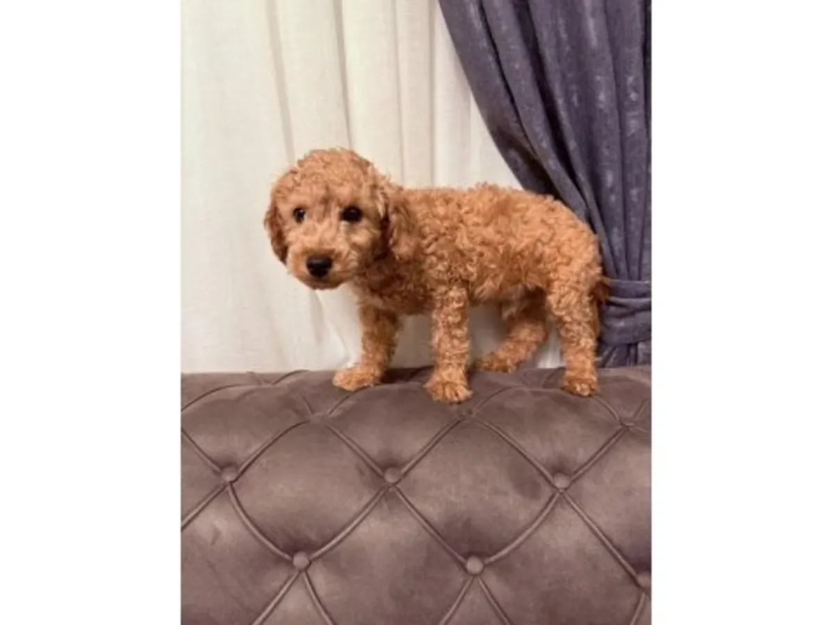 棕色贵宾犬幼犬待领养