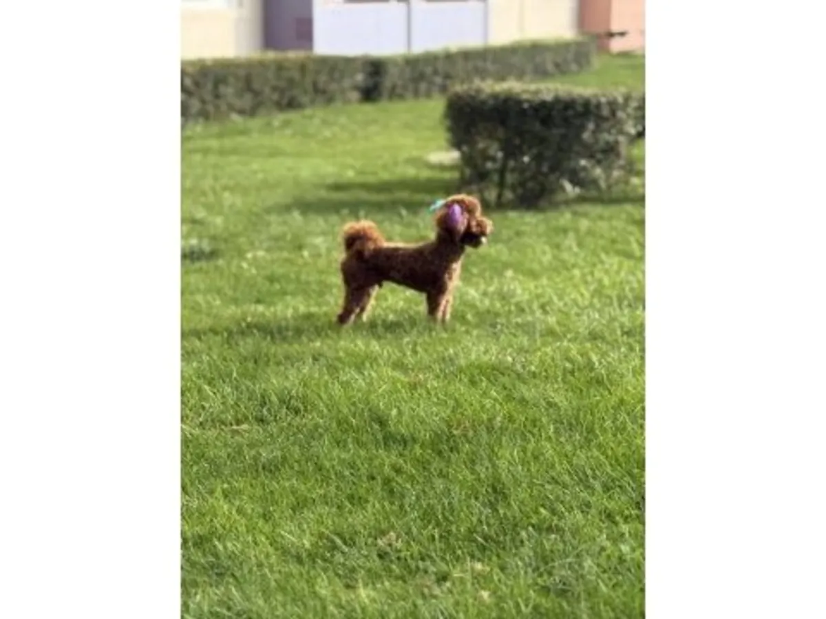 成年棕色贵宾犬寻找永久住所