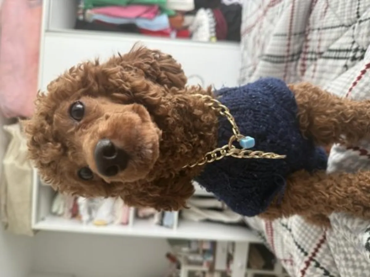 成年棕色贵宾犬寻找永久住所