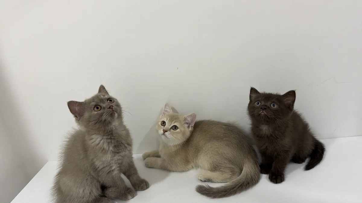 英国短毛猫幼崽