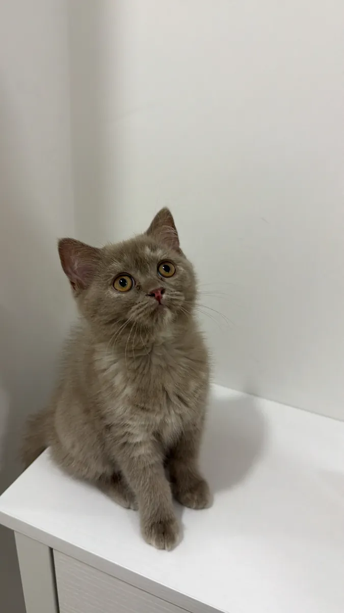 英国短毛猫幼崽
