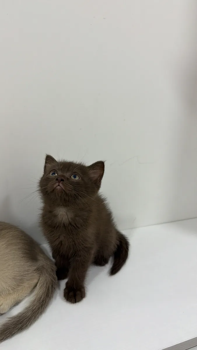 英国短毛猫幼崽