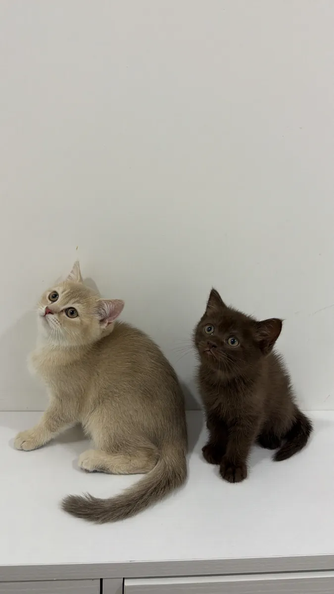 英国短毛猫幼崽
