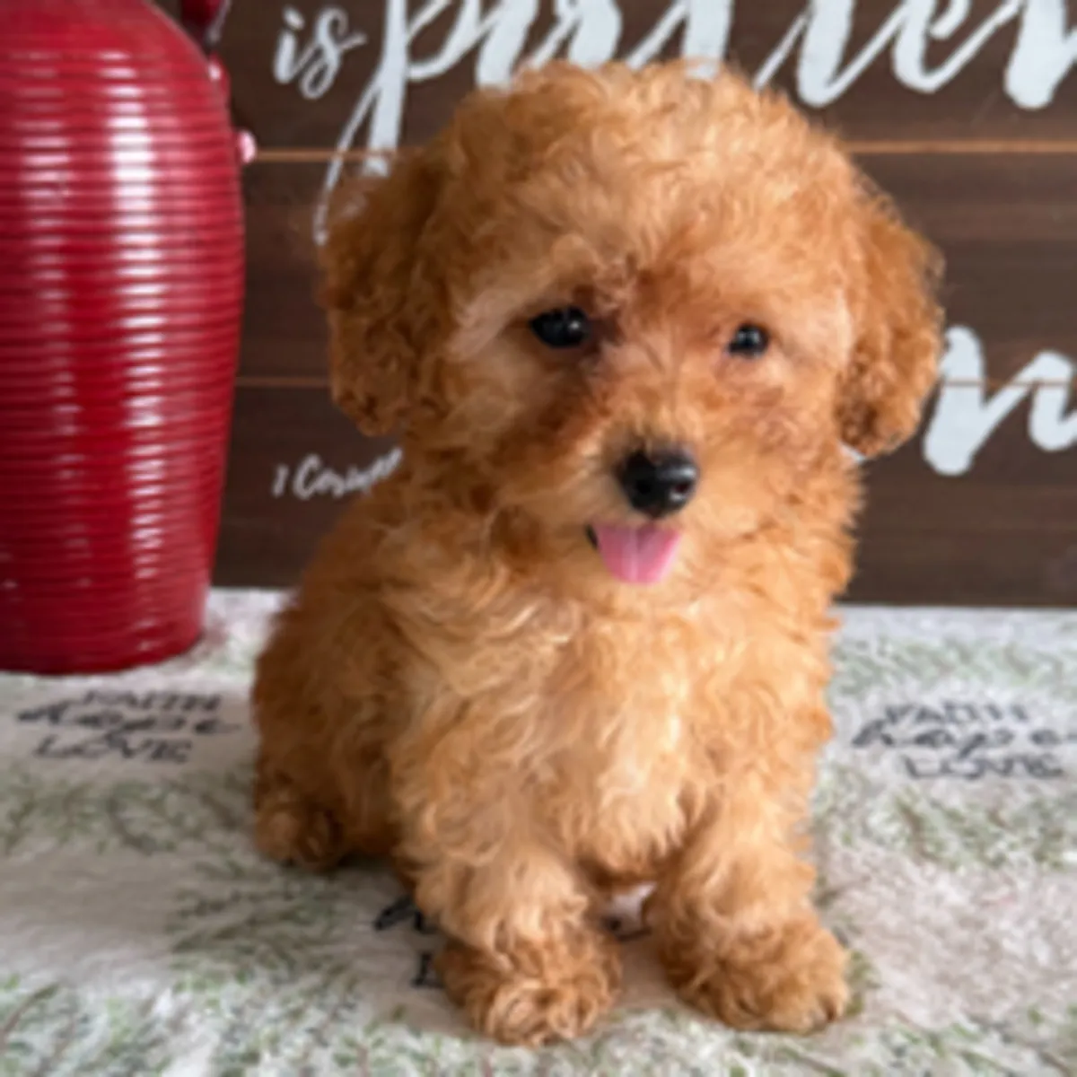 Hermoso Cachorro Caniche Toy Color Caramel y Blanco – Listo para un Nuevo Hogar