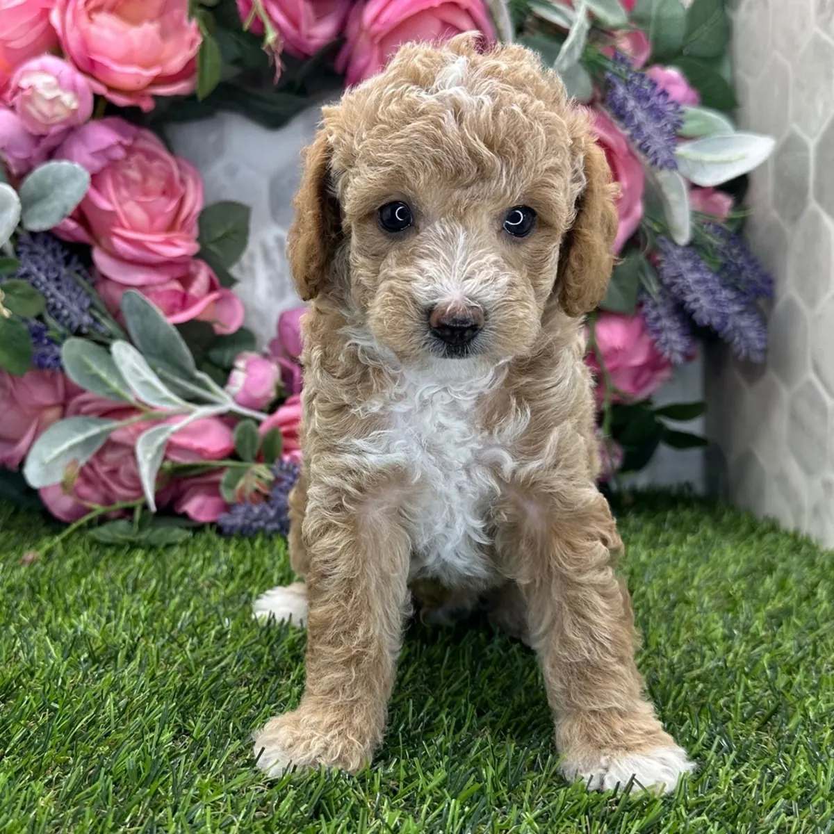 漂亮的奶油色/金色玩具贵宾犬幼犬 - 毛绒玩具，可供领养