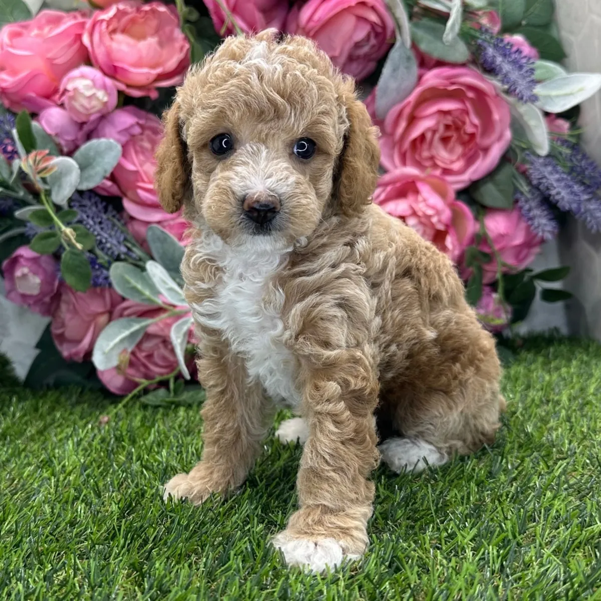 漂亮的奶油色/金色玩具贵宾犬幼犬 - 毛绒玩具，可供领养