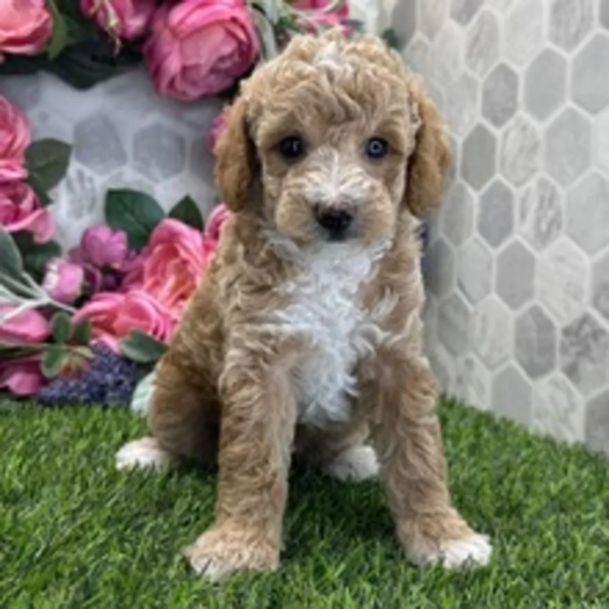 漂亮的奶油色/金色玩具贵宾犬幼犬 - 毛绒玩具，可供领养
