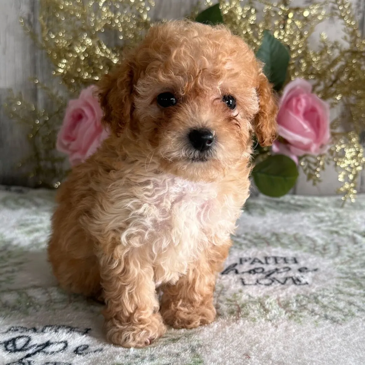 Chiot Caniche bicolore (marron et blanc) exclusif – Prêt à être adopté