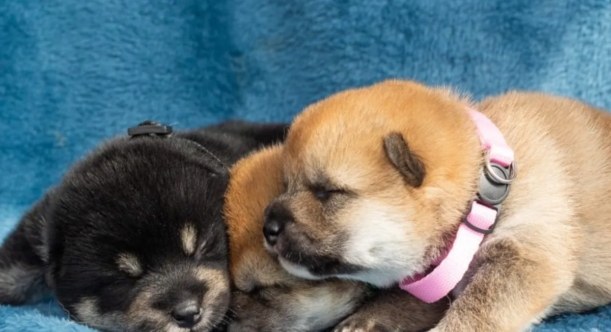 Chiots Shiba Inu à adopter pour famille investie et aimante