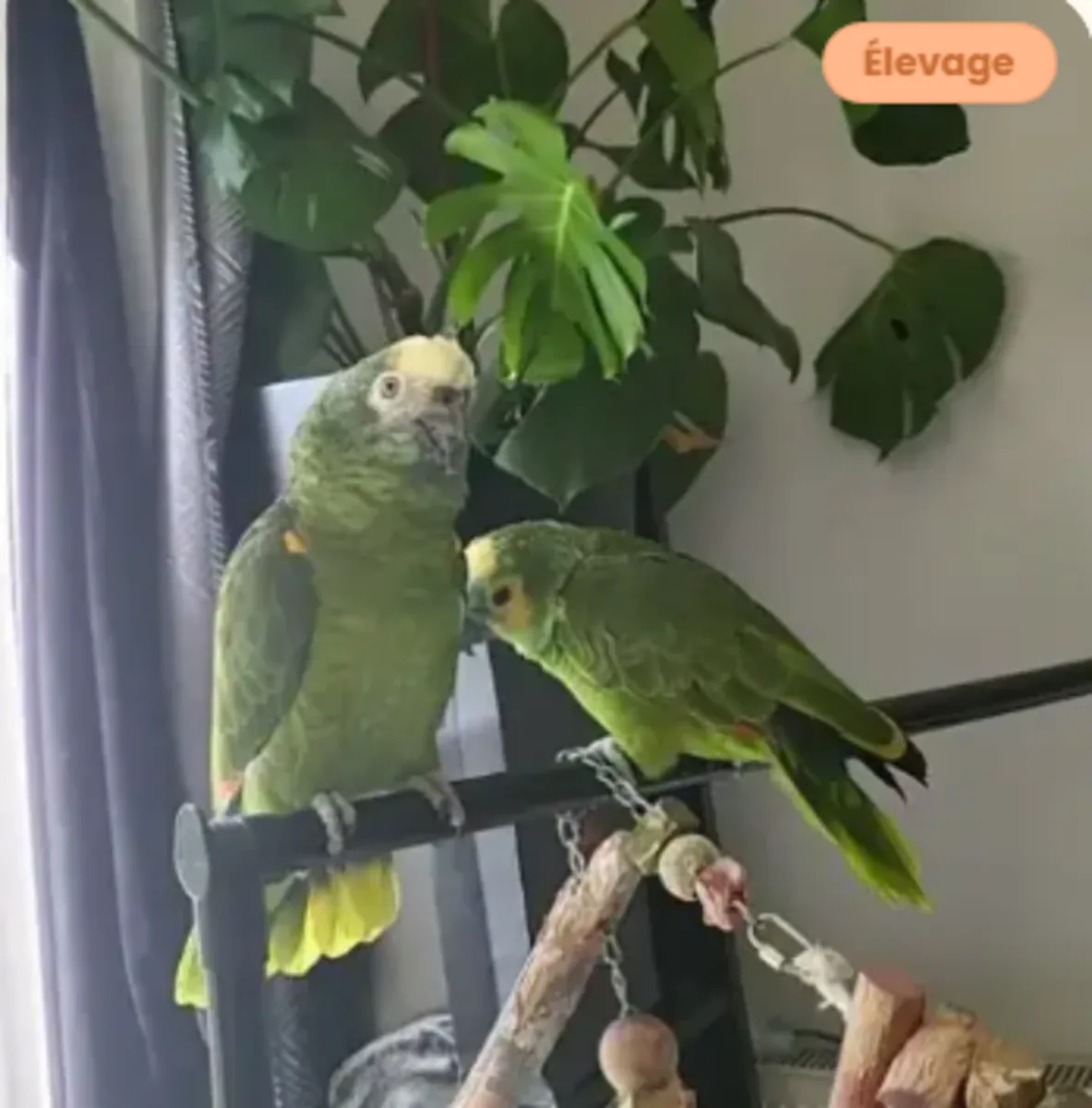 Jeune Couple De Perroquets Amazone À Front Bleu EPP À Adopter