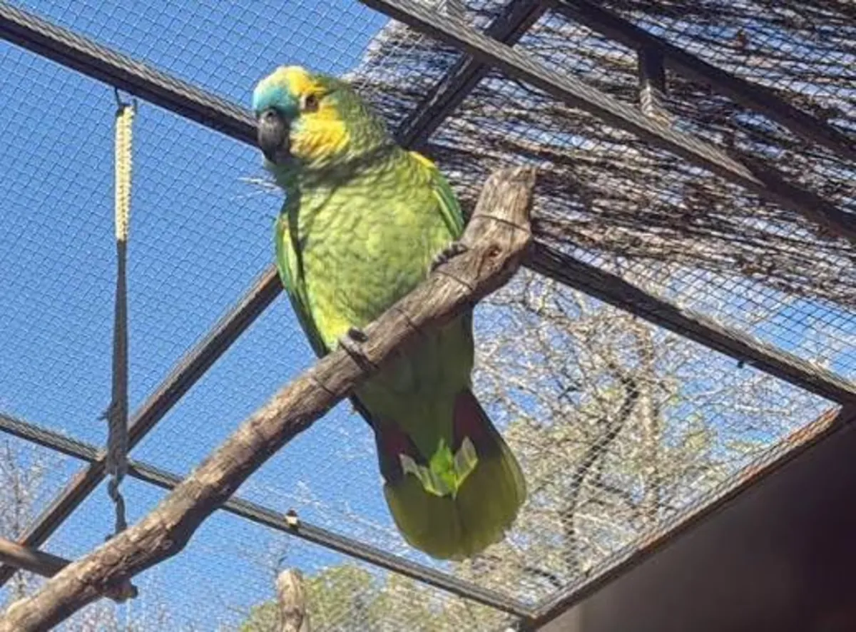 Jeune Couple De Perroquets Amazone À Front Bleu EPP À Adopter