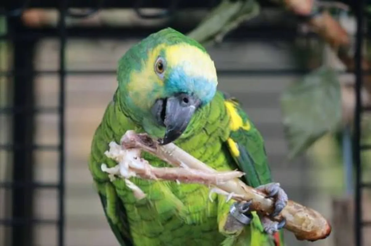 Jeune Couple De Perroquets Amazone À Front Bleu EPP À Adopter