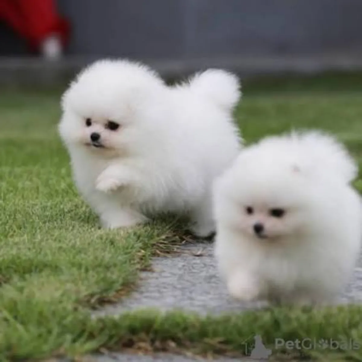 漂亮的纯种博美矮狐狸幼犬