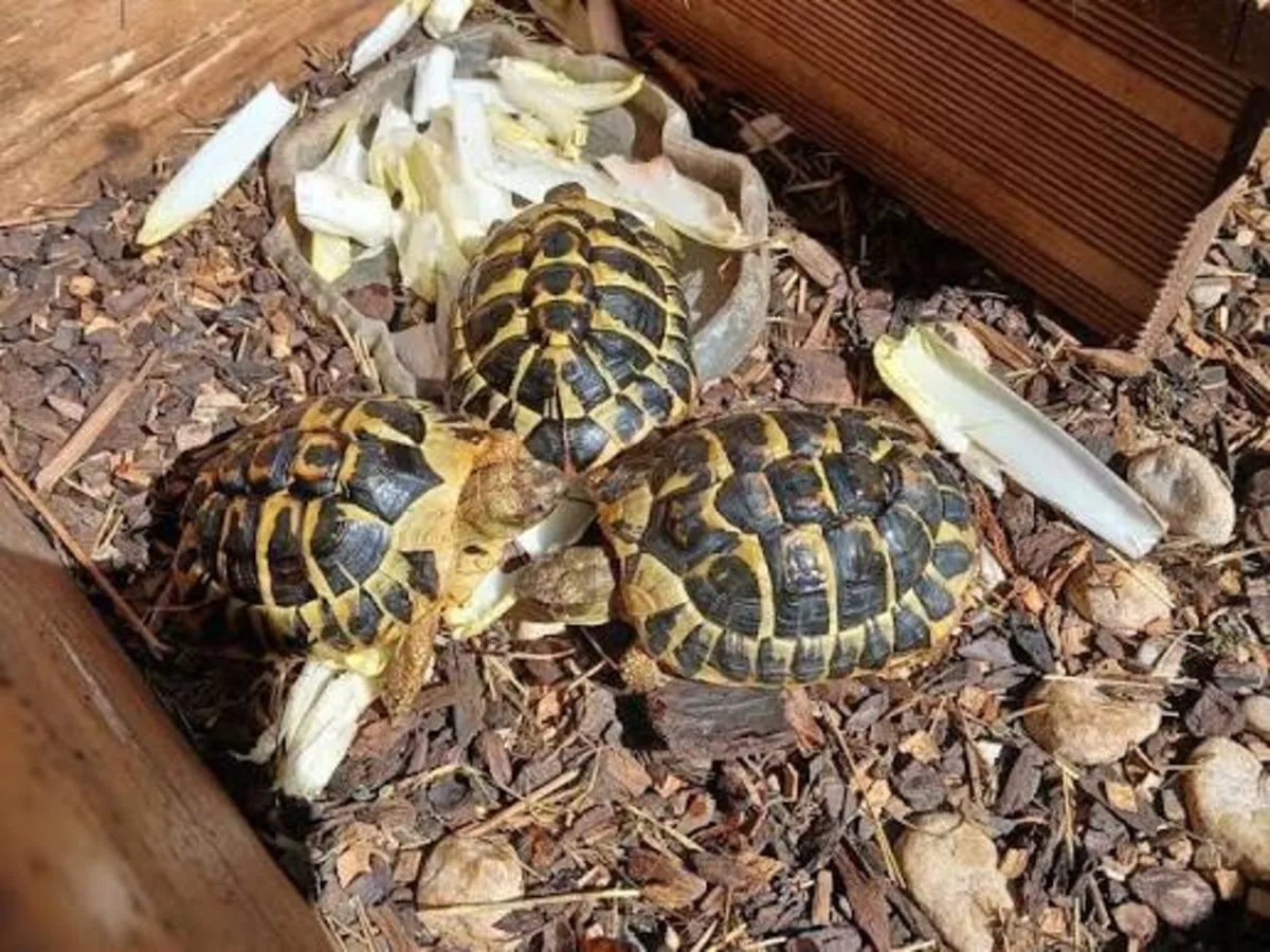 Superb Hermann Testudo Hermanni Hermanni Tortoises