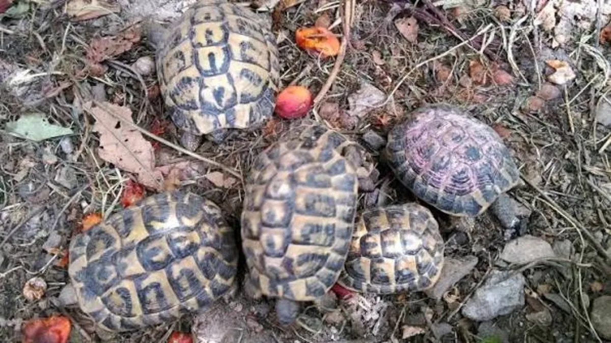 Cède tortues terrestres Hermann