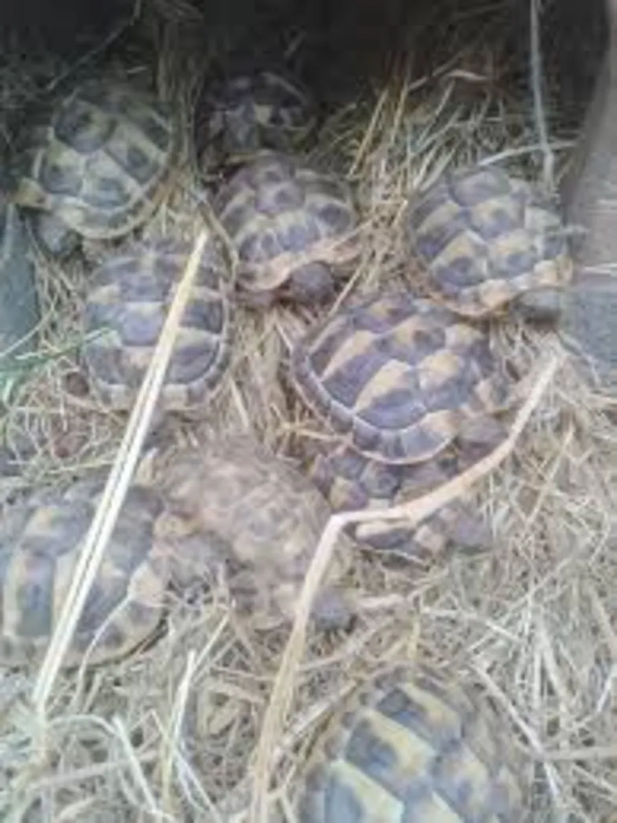 Hermann Tortoises (testudo hermanni)