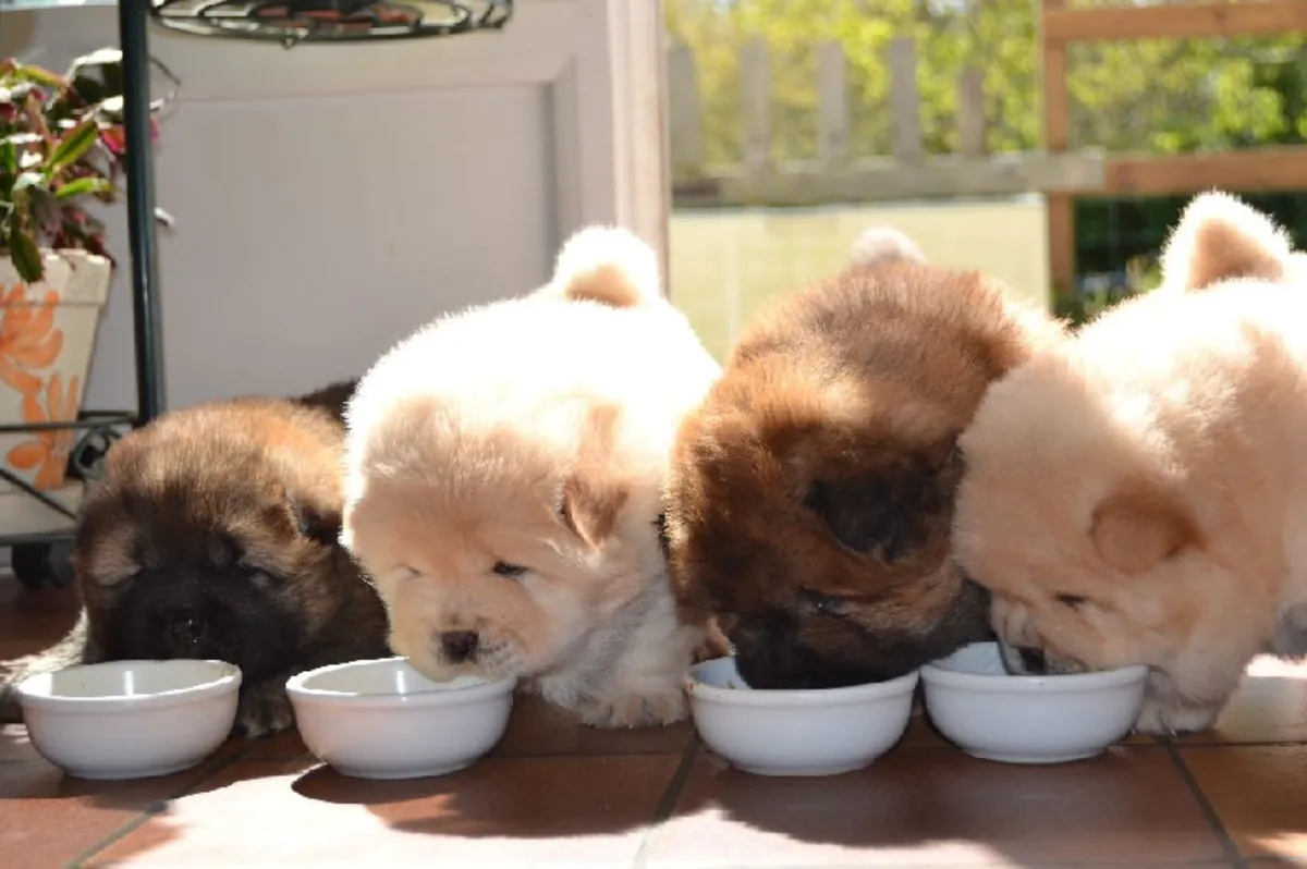 Gorgeous purebred Chow Chow puppies