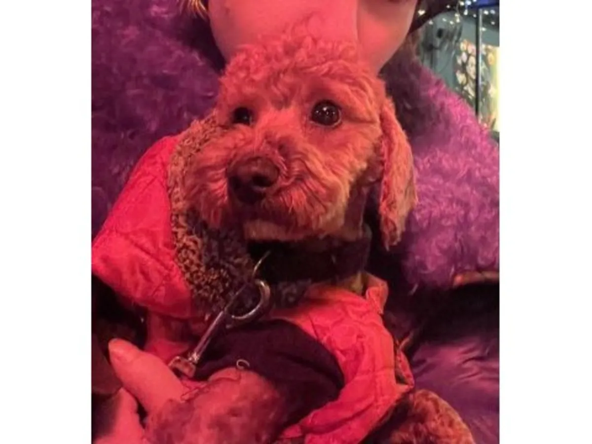 棕色贵宾犬，雌性，性格温顺，适应性强