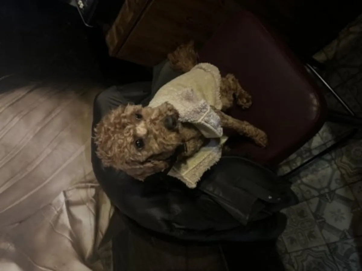 棕色贵宾犬，雌性，性格温顺，适应性强