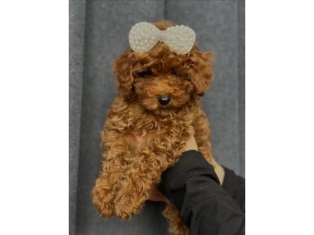 棕色成年贵宾犬，雄性，性格稳定