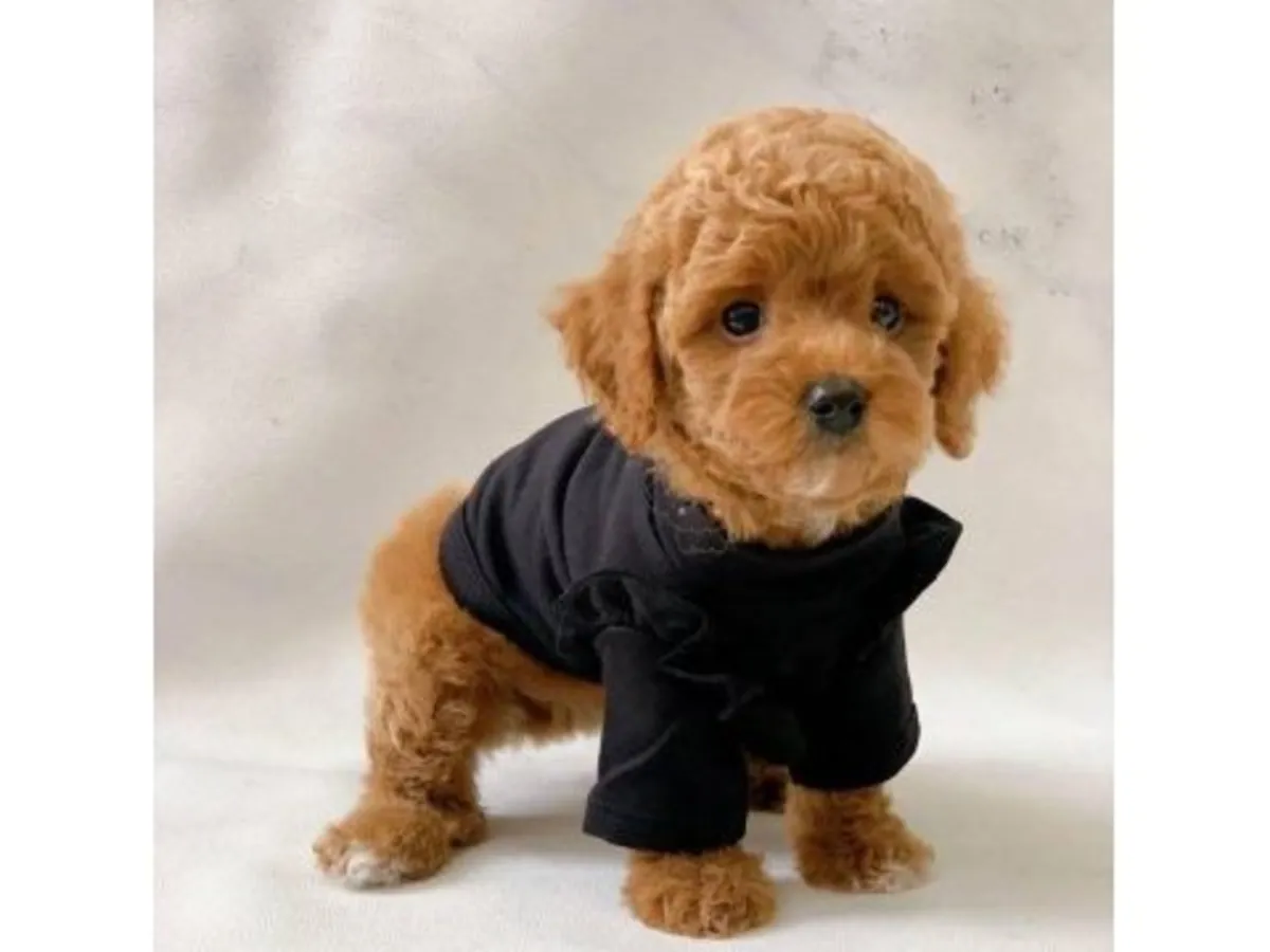 棕色玩具贵宾犬，雄性，从小接受规律的作息训练。